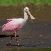 Kolpik ruzovy - Platalea ajaja - Roseate Spoonbill o0398